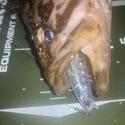 タケノコメバル