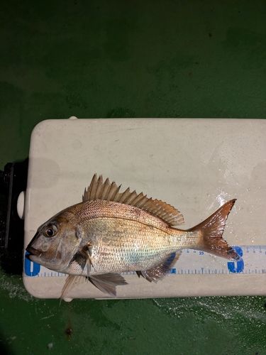 タイの釣果