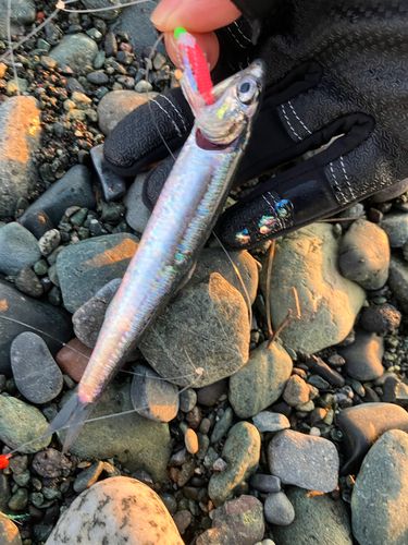 カタクチイワシの釣果