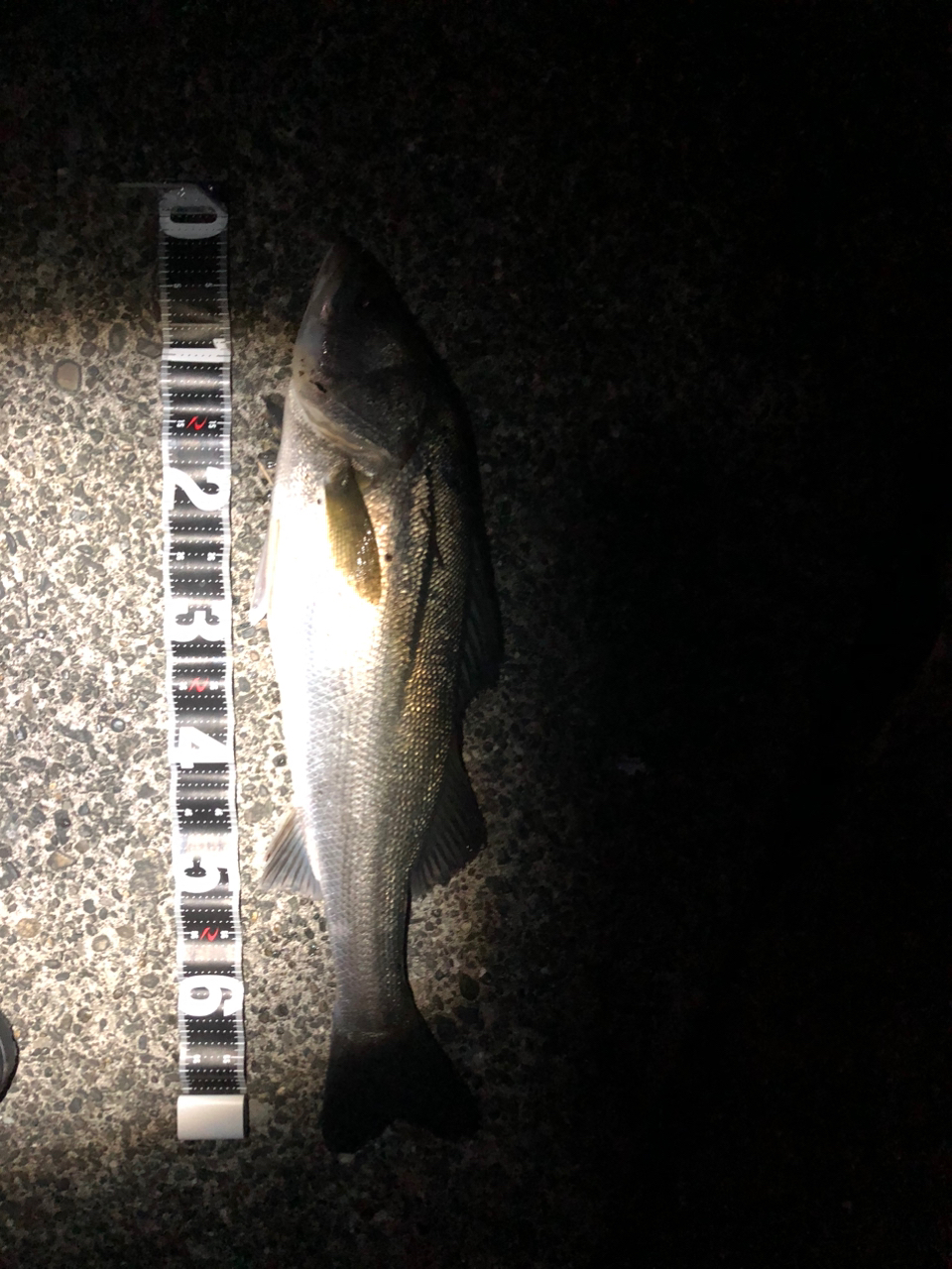 SHIMANO 18ディアルーナ S106MLの最安値・インプレ・釣果 | 本音