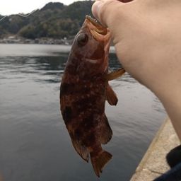 カサゴ