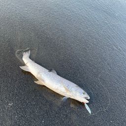 アメマス