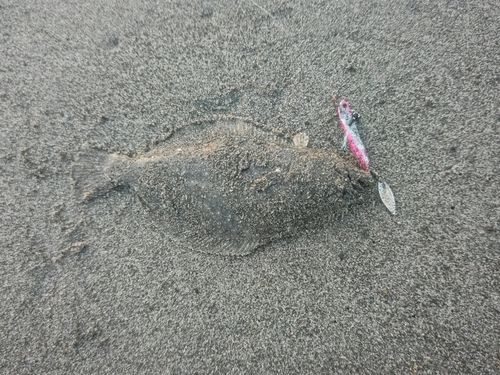 ソゲの釣果
