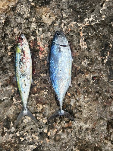 スマガツオの釣果