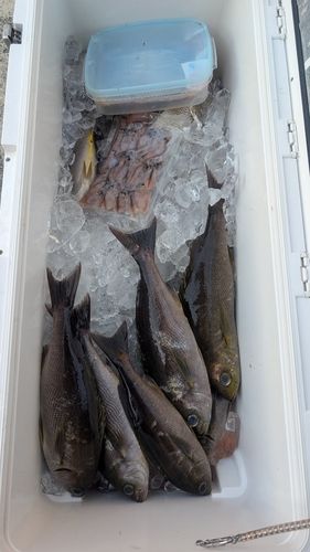イサキの釣果