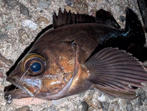 メバルの釣果
