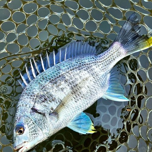 ウグイの釣果