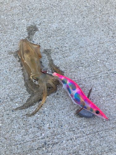 イカの釣果