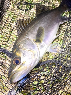 セイゴ（マルスズキ）の釣果