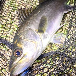 セイゴ（マルスズキ）