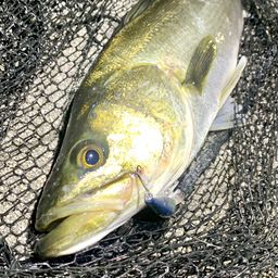 フッコ（マルスズキ）