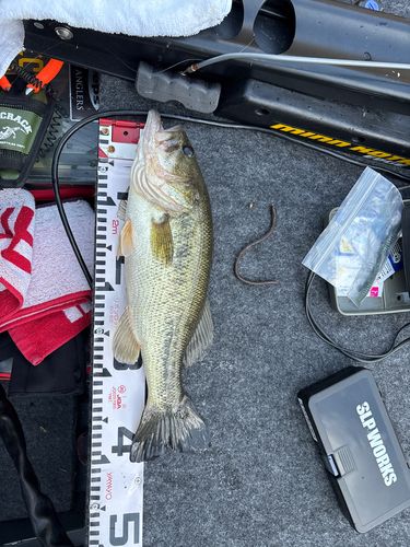 ブラックバスの釣果