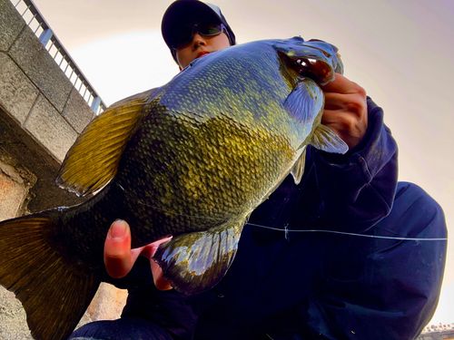 スモールマウスバス