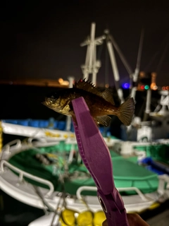 メバルの釣果
