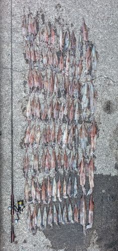 ヤリイカの釣果