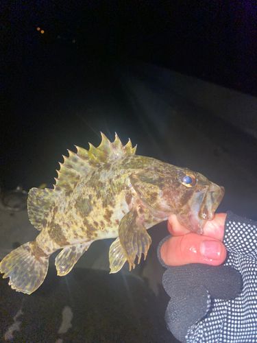 タケノコメバルの釣果