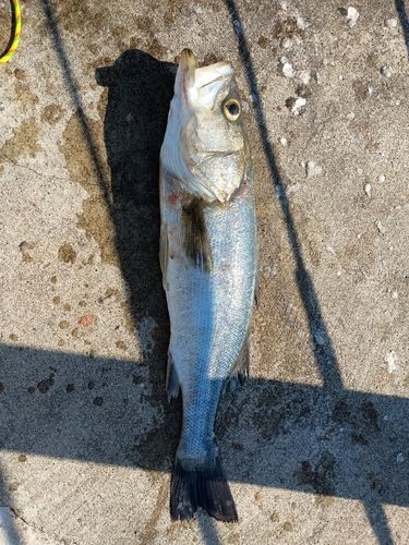 フッコ（マルスズキ）の釣果