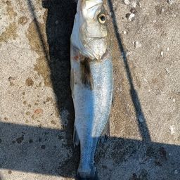 フッコ（マルスズキ）