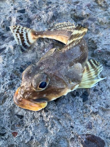 ツマグロカジカの釣果