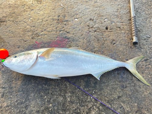 ブリの釣果