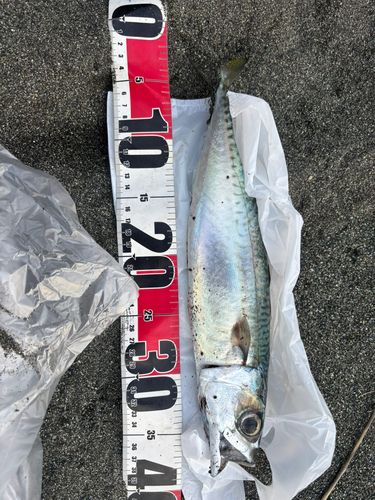 サバの釣果