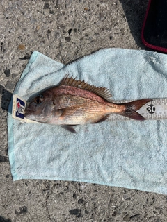 マダイの釣果