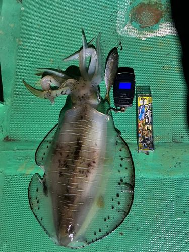 アオリイカの釣果