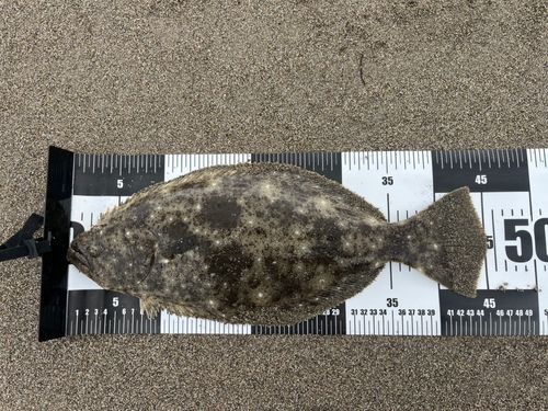 ヒラメの釣果