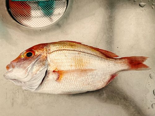 キダイの釣果