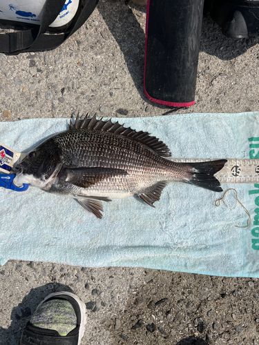 クロダイの釣果