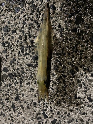 ヤリイカの釣果