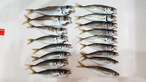 アジの釣果