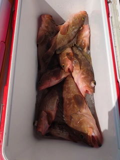 アコウの釣果