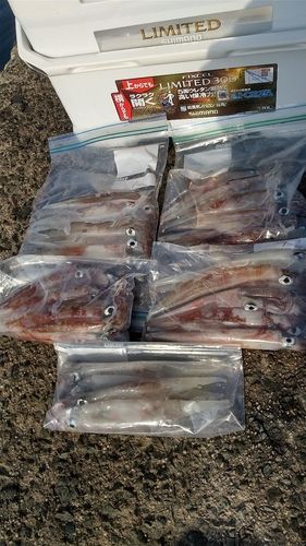 ヤリイカの釣果