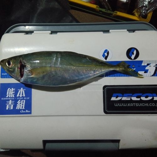 マアジ
