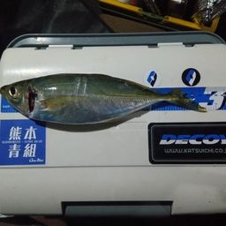 マアジ