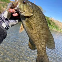 スモールマウスバス