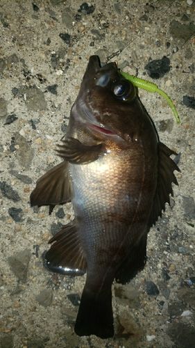 アカメバルの釣果