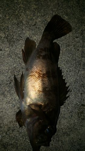 アカメバルの釣果