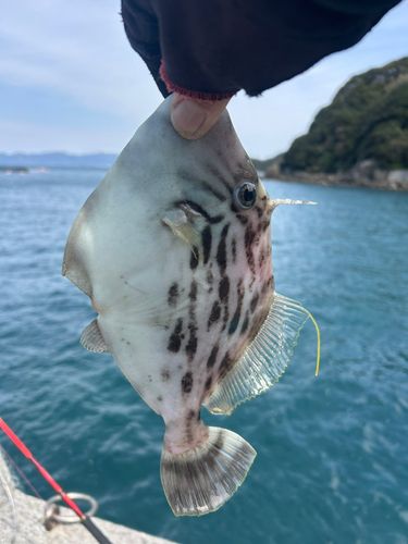 カワハギ