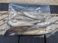 シロギスの釣果