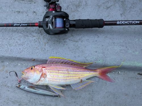 イトヨリダイの釣果