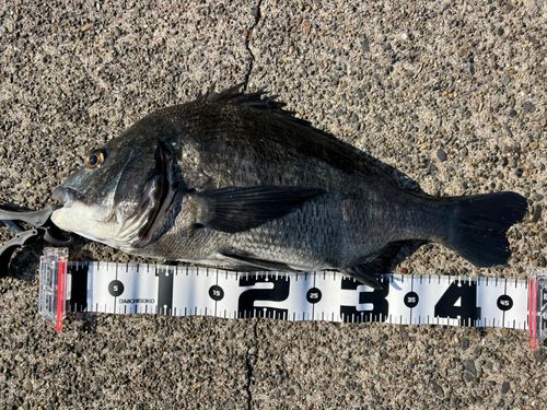 クロダイの釣果