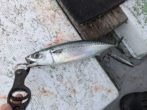 サバの釣果