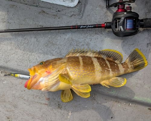 アオハタの釣果