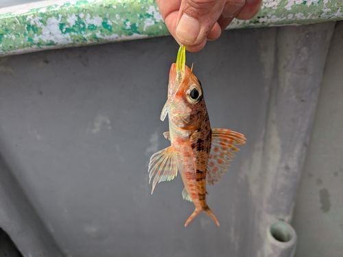 ヒメの釣果