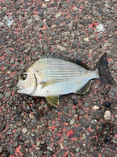 ヘダイの釣果