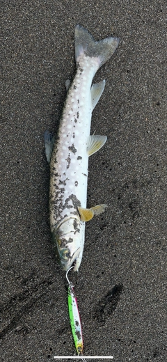 アメマスの釣果
