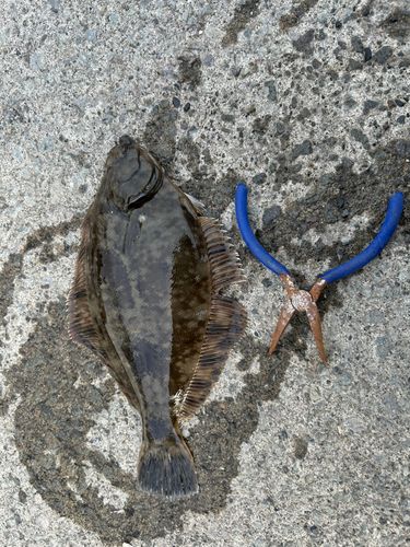 クロガシラガレイの釣果