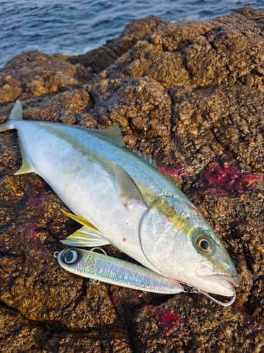 ヒラマサの釣果